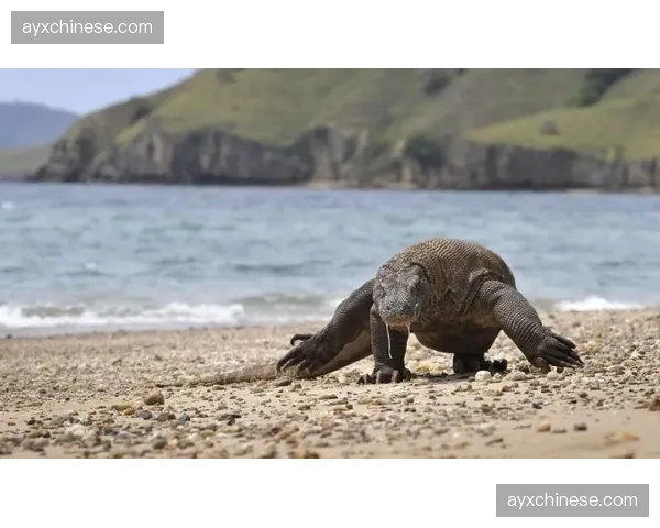 印尼资本注入科莫，六年投资超3亿欧元打造黑马